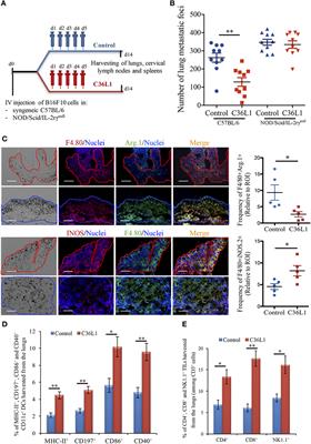 Blockade of MIF–CD74 Signalling on Macrophages and Dendritic Cells Restores the Antitumour Immune Response Against Metastatic Melanoma
